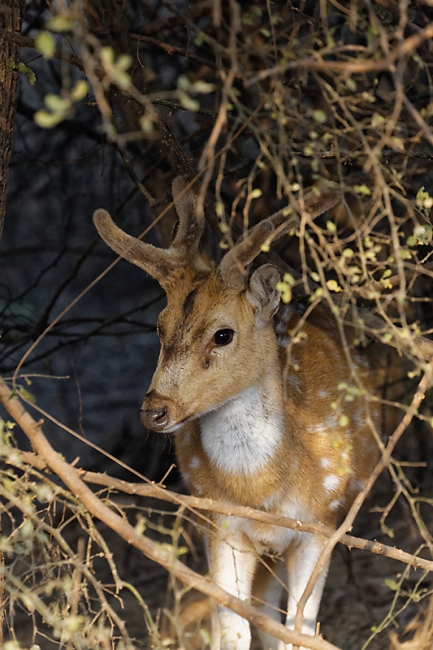 Keoladeo national park-038